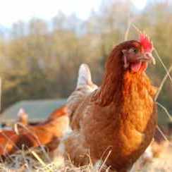Aus: Backyard chickens popular as egg prices rise