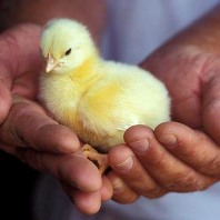 Scientists develop SARS vaccine with common poultry virus