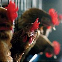 RSPCA wants enriched cages banned