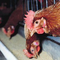 UEP sued for misleading consumers about hen welfare