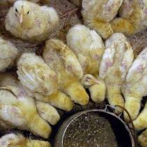 Dutch coop starts wet feeding of poultry