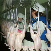 Russia’s poultry import quota system to change