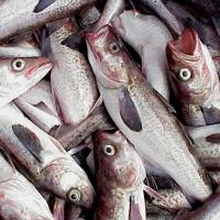 Fish used for poultry feed, unsustainable