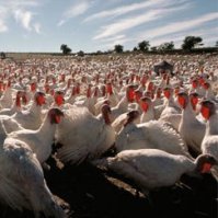 EFSA: Salmonella in EU turkey flocks
