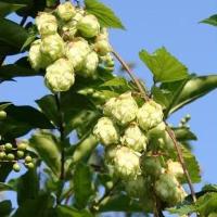 Hops extract shows promise in reducing Clostridium in chickens