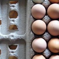 No conventional eggs imported into UK