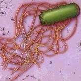 UK: New insurance policy for salmonella