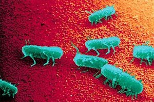 Salmonella strains in humans distinct from animals