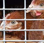 More space for hens: higher cost for eggs
