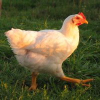 UK officially avian influenza-free