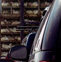 Transporting broilers spreads bacteria to humans