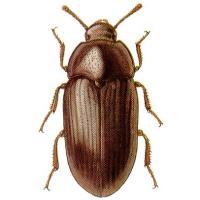 Darkling beetles source of pathogens in broilers