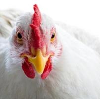 Natural poultry feed ingredient fights campylobacter