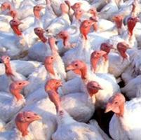 Study: Turkeys thrive better on pelleted feed
