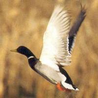 Bird flu makes mallard ducks thin