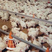 Switzerland: 90% of chickens have campylobacter