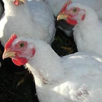FDA retracts ban on poultry antibiotics