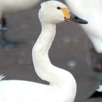 Crooked-necked swan back for Christmas