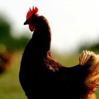 US poultry industry in contraction phase