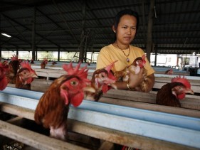 First poultry production school in Thailand