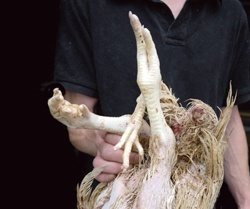 Four-legged chicken found in Aussie plant
