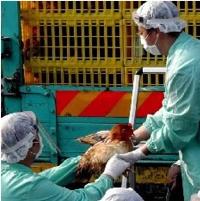 Canada: 36 farms quarantined for bird flu