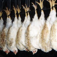 UK: poultry welfare rules at slaughter
