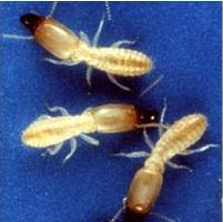 Termites as poultry feed