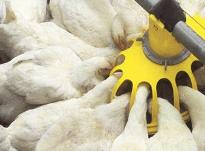 More antibiotic use in Dutch poultry industry