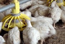 Regulators should ban poultry feed additive