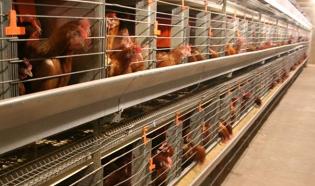 Lighting launched for the poultry industry