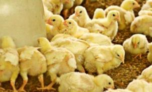 Livestock antibiotics a ‘threat to humans’
