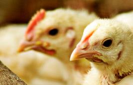 Antibiotics vital to poultry health, food protection