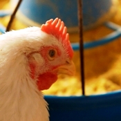 Supplementing broiler diets with biodiesel by-products