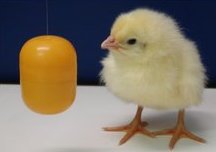 Research says baby chickens can count