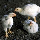 Latest Thai bird flu death, poultry industry suffers