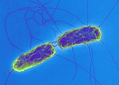 Testing method approved for detecting Salmonella