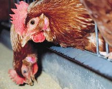 Chinese officials: poultry feed is safe