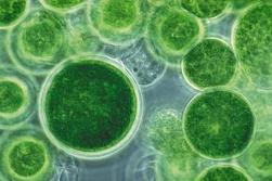 Algae as a nutritional supplement for poultry