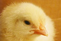 Feed additive for poultry nutrition enters EU