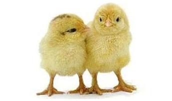 Poultry industry organisations, joint councils