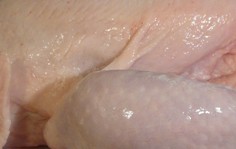 Swine flu – Russia bans poultry