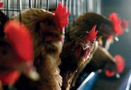 NZ: Hen welfare research released