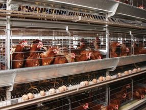 Dust more dangerous in cage housed hens