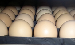 US: FDA improves egg safety