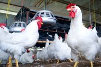 US may restrict antibiotics in livestock
