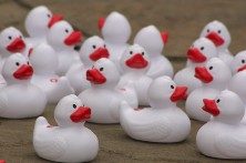UK: The Great Yorkshire duck race