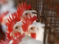 Belgium to ban ALL cages for egg production