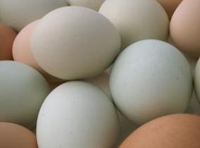 Bangladesh poultry farmers oppose egg import decision
