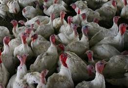 Chile finds H1N1 influenza virus in turkeys